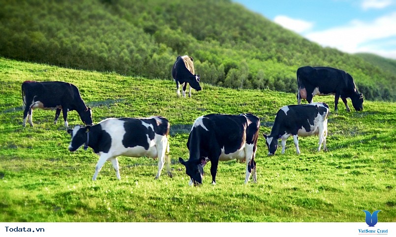 Trang trại bò sữa mộc châu